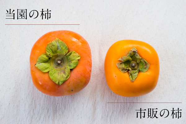 通常の柿の、なんと1.5倍のサイズ