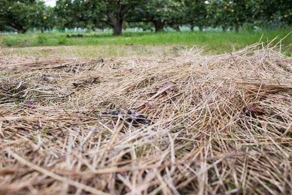 ナギナタガヤを敷き詰める草生栽培