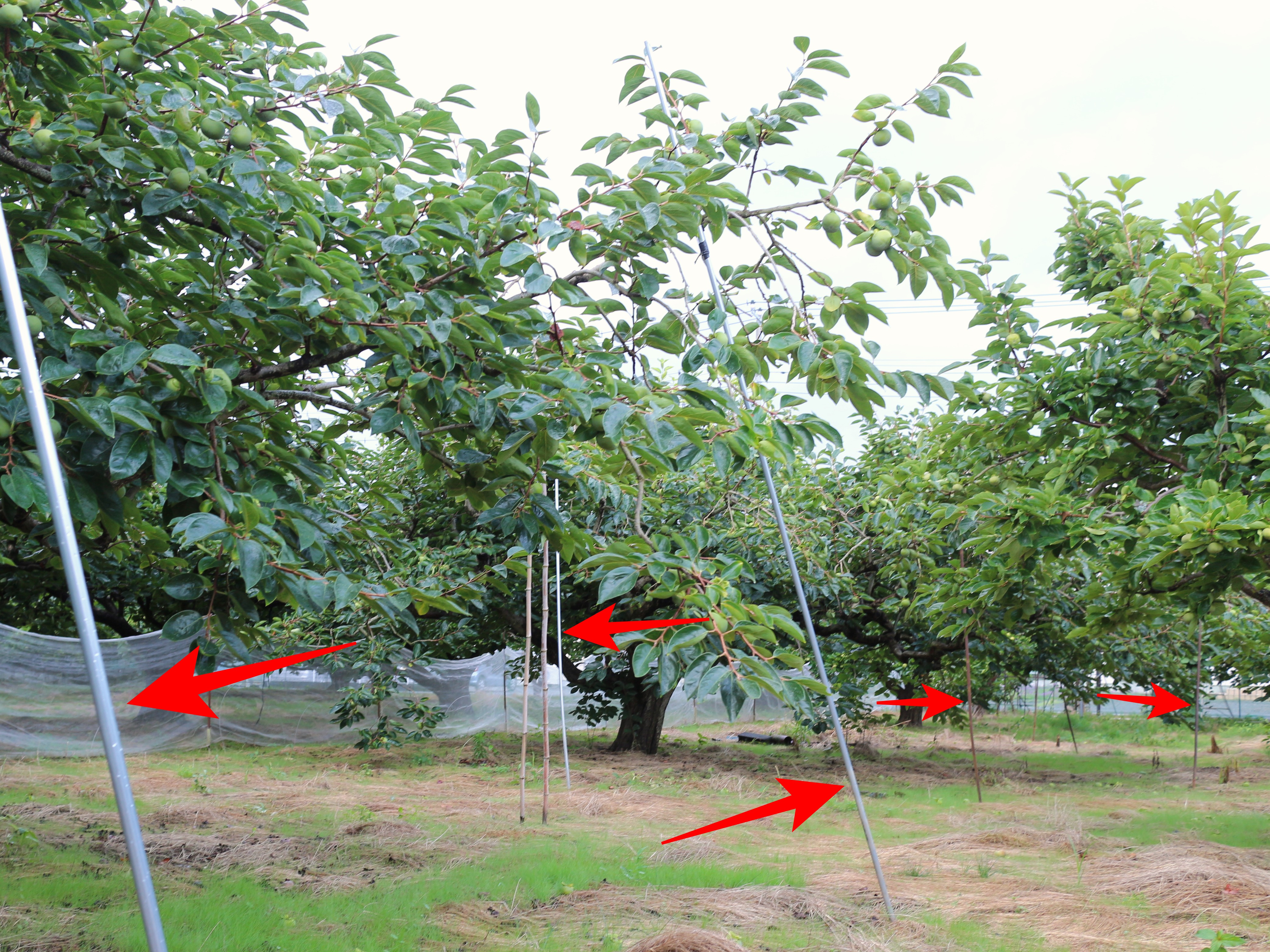 サカヤ農園の柿畑に支柱が多い理由 | 静岡で100年続く柿農家 サカヤ